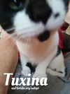 Tuxina