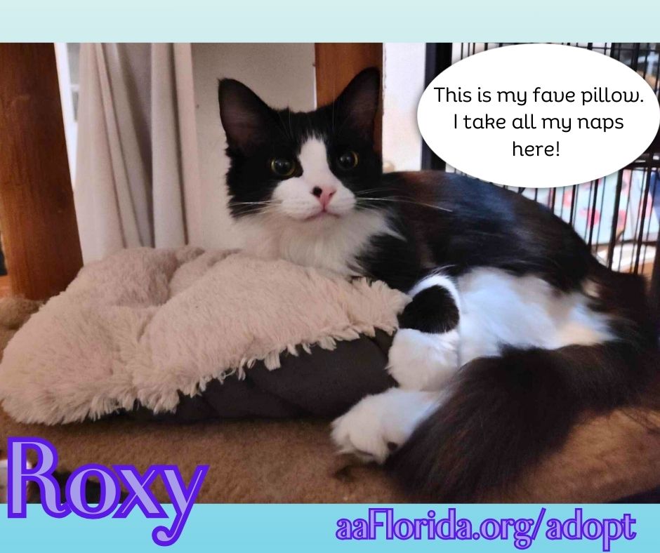 adoptable Cat in Pensacola, FL named Roxy