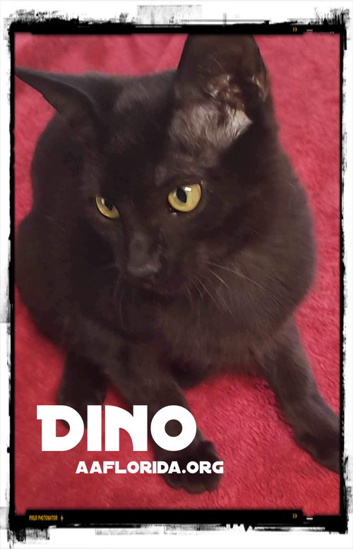 Dino