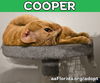 Cooper