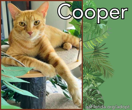 Cooper