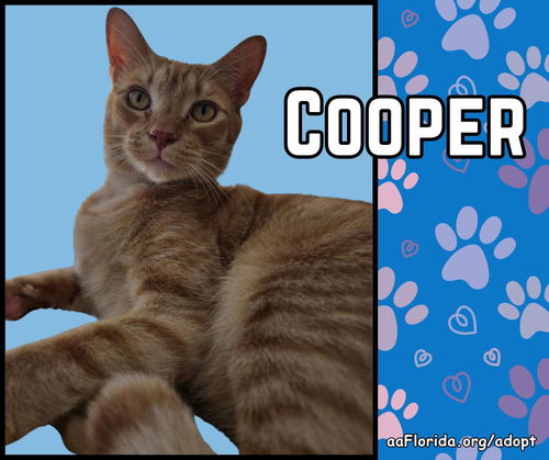 Cooper