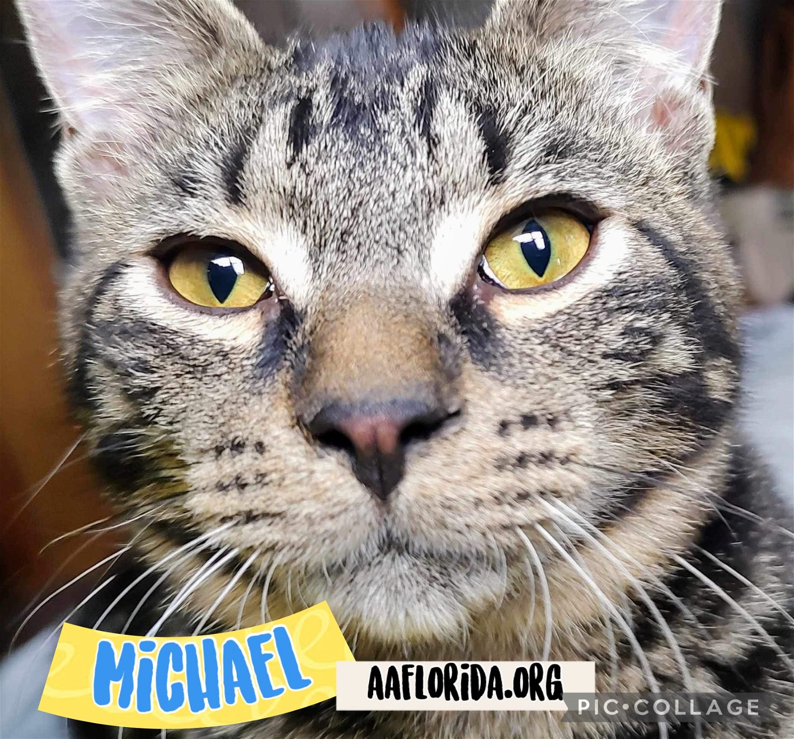 adoptable Cat in Pensacola, FL named Michael