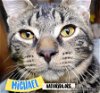 adoptable Cat in  named Michael