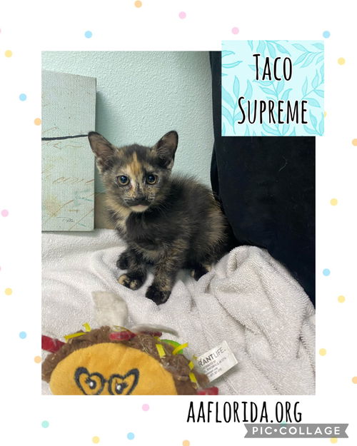 Taco Supreme