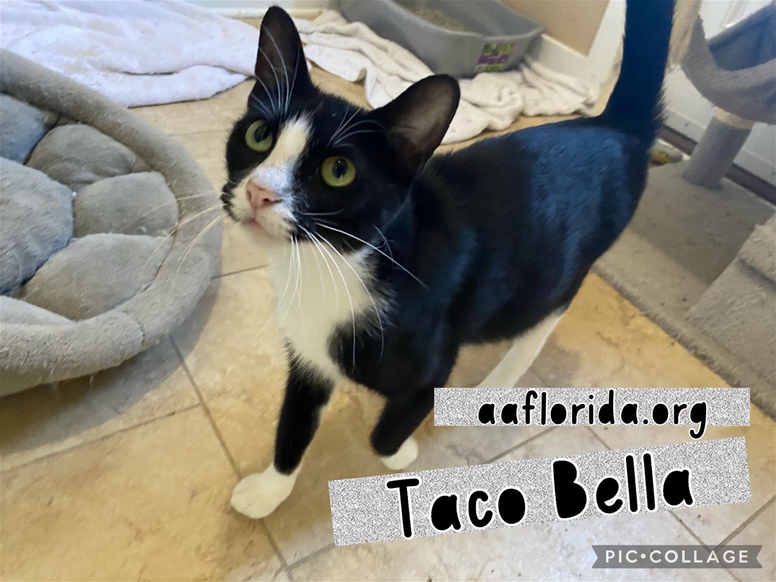 adoptable Cat in Pensacola, FL named Taco Bella