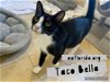 adoptable Cat in  named Taco Bella