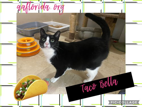 Taco Bella