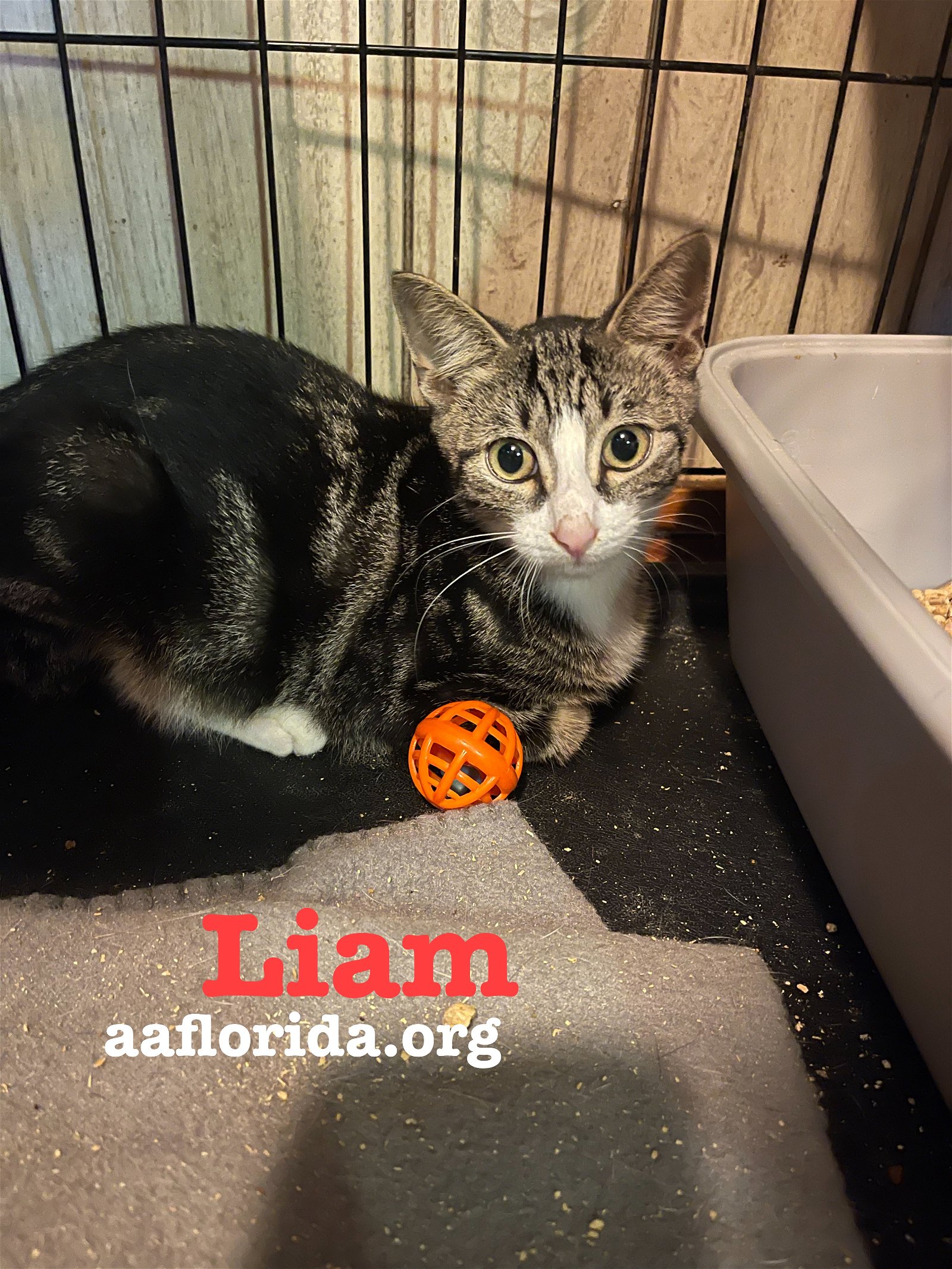 adoptable Cat in Pensacola, FL named Liam
