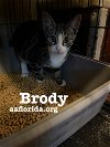 adoptable Cat in  named Brody