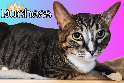Duchess