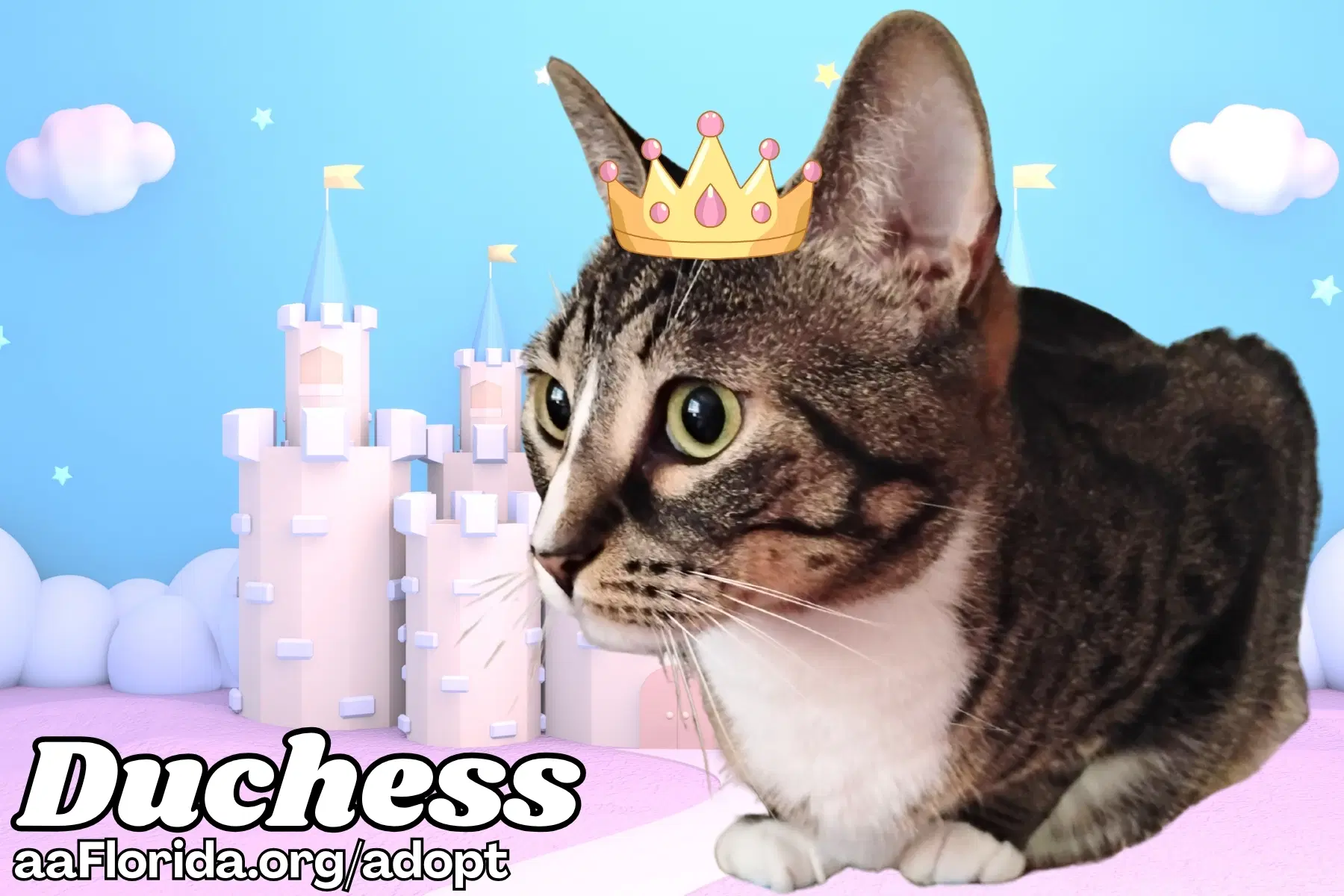 Duchess image 2