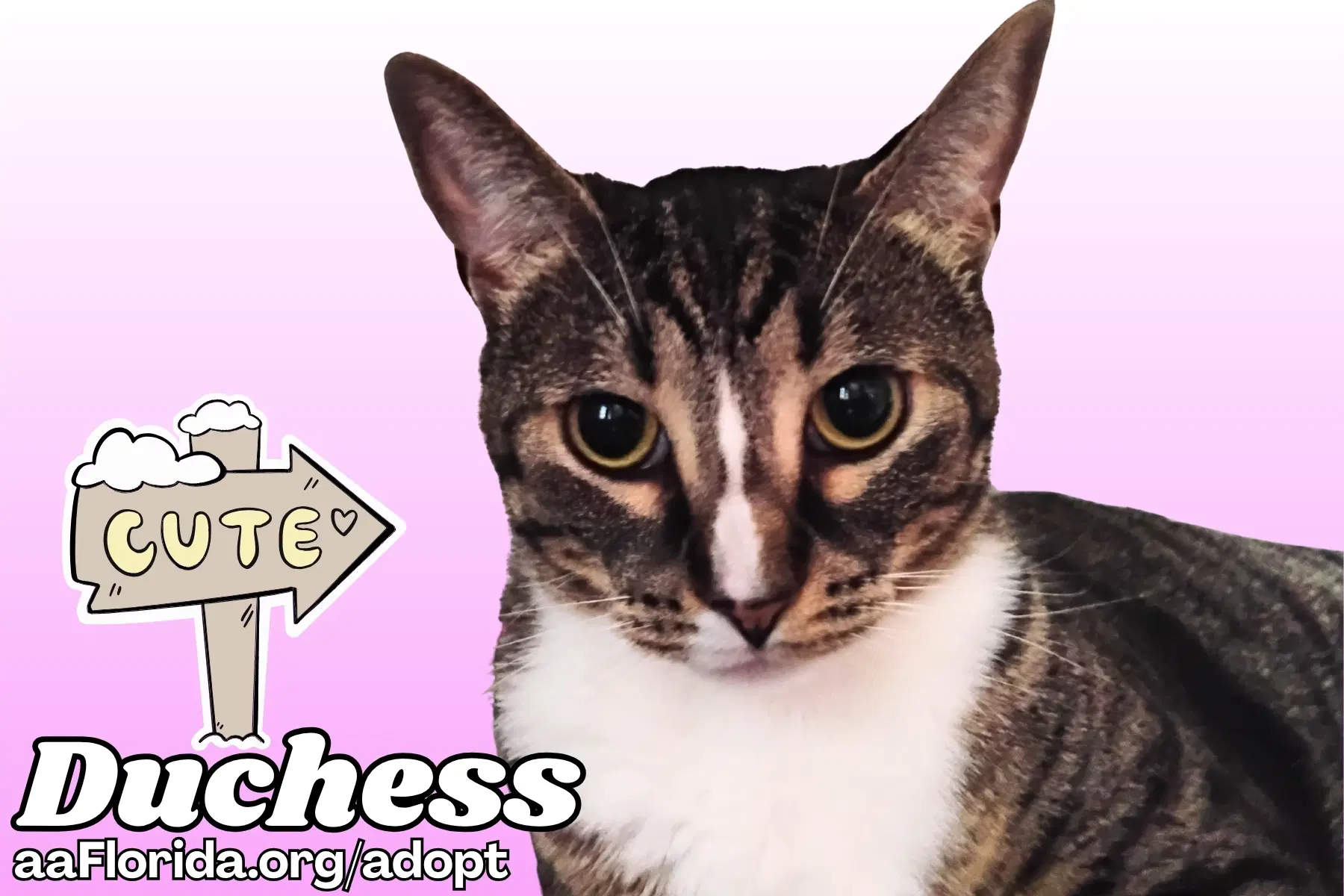 Duchess image 4