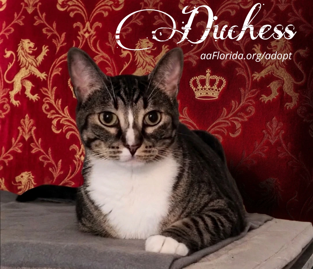 Duchess