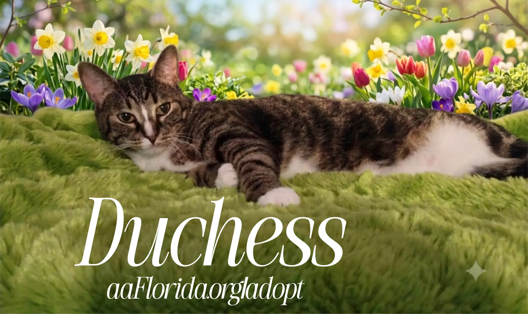 Duchess image 3