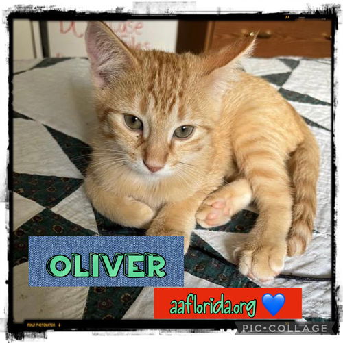 Oliver