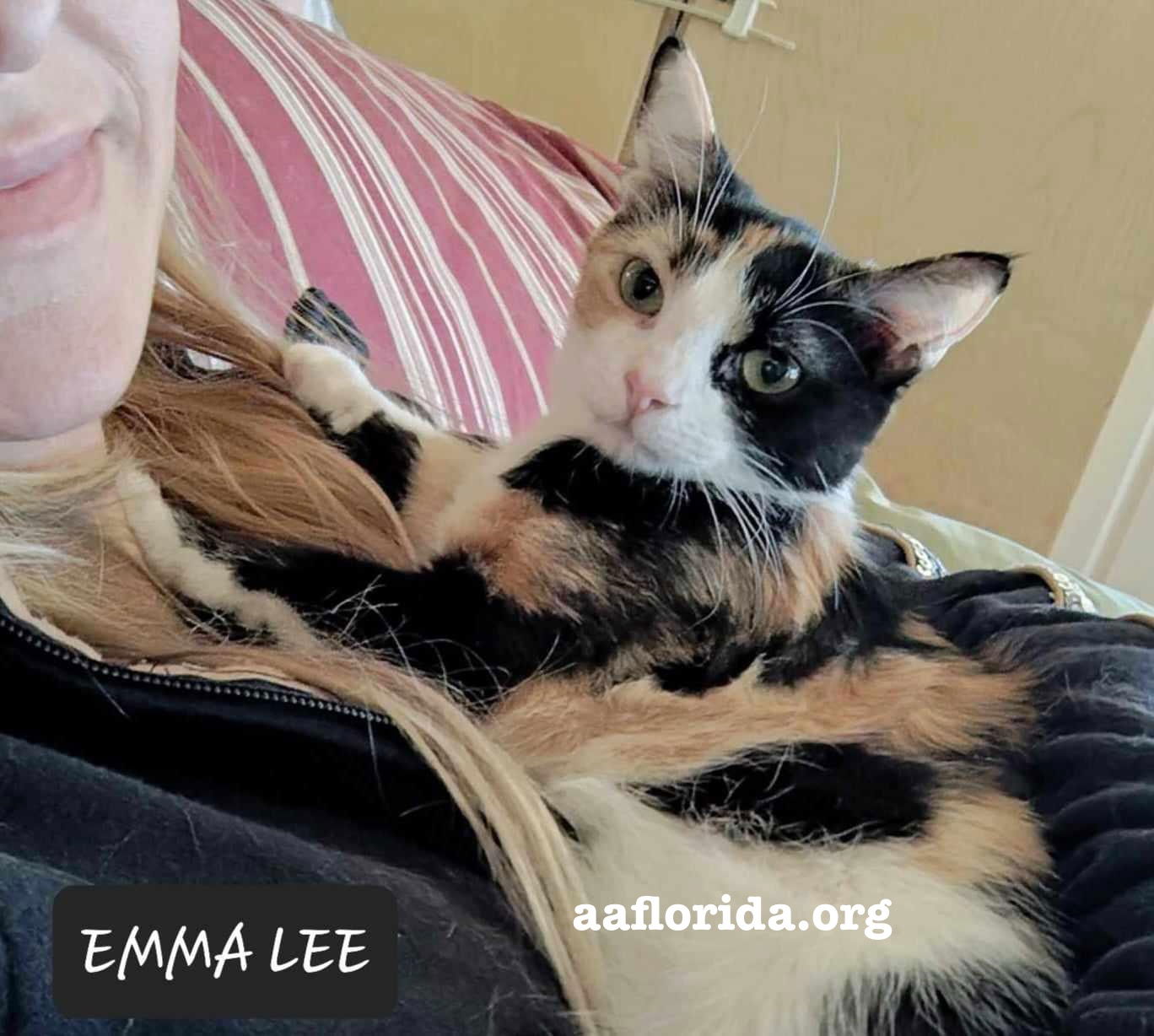 adoptable Cat in Pensacola, FL named Emmalee