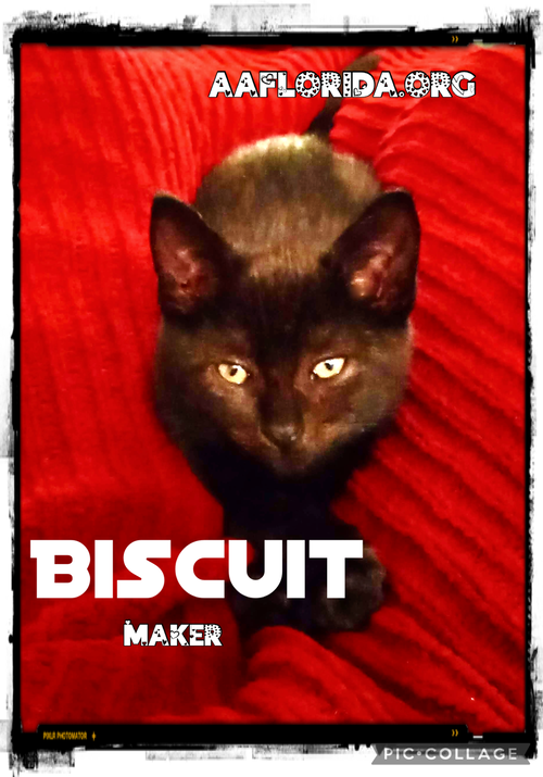 Biscuit