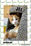 Jax