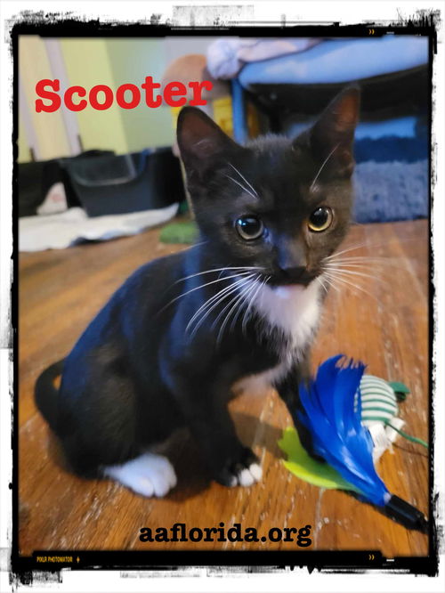 Scooter