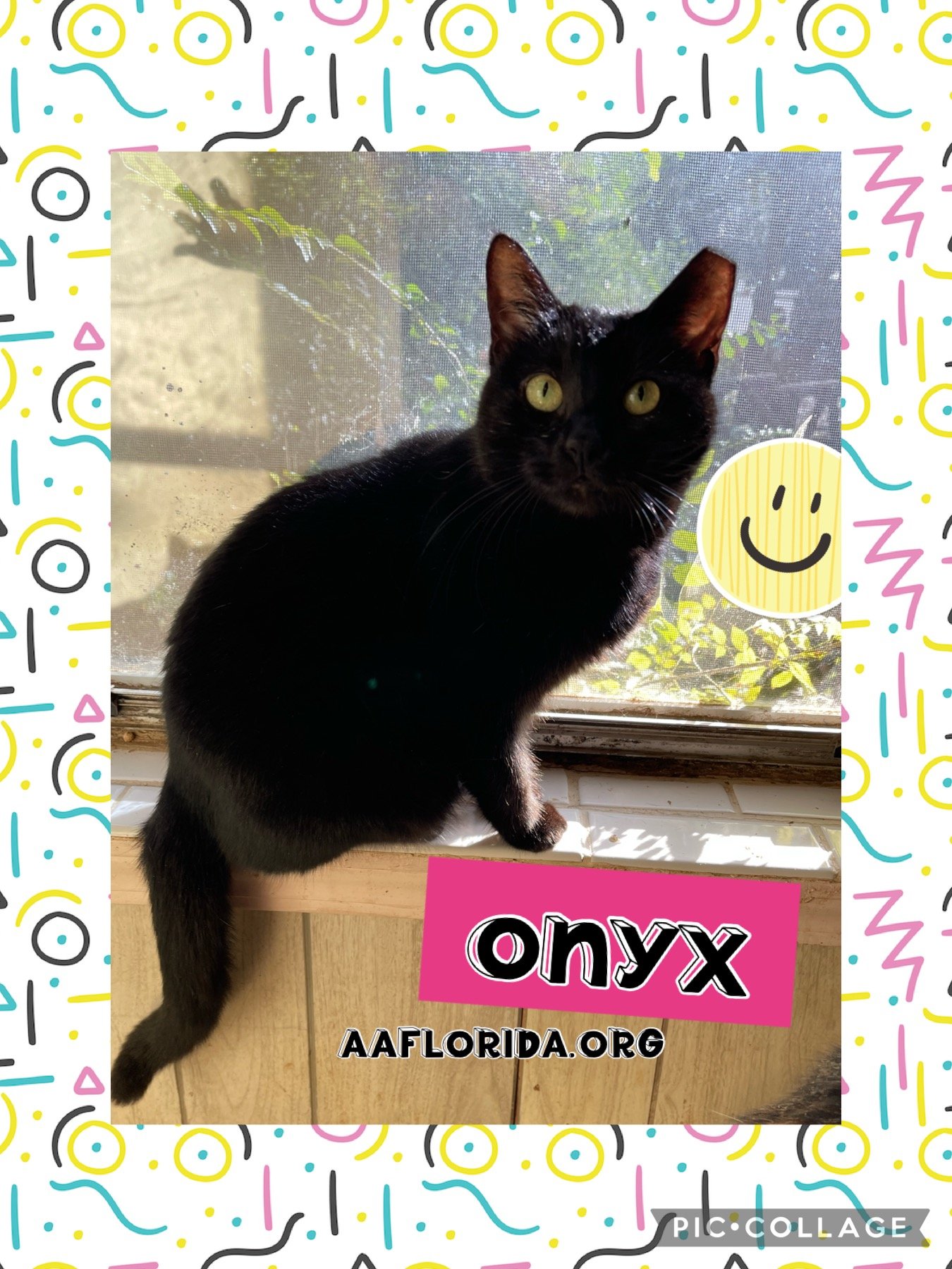 adoptable Cat in Pensacola, FL named Onyx