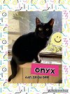 adoptable Cat in pensacola, FL named Onyx