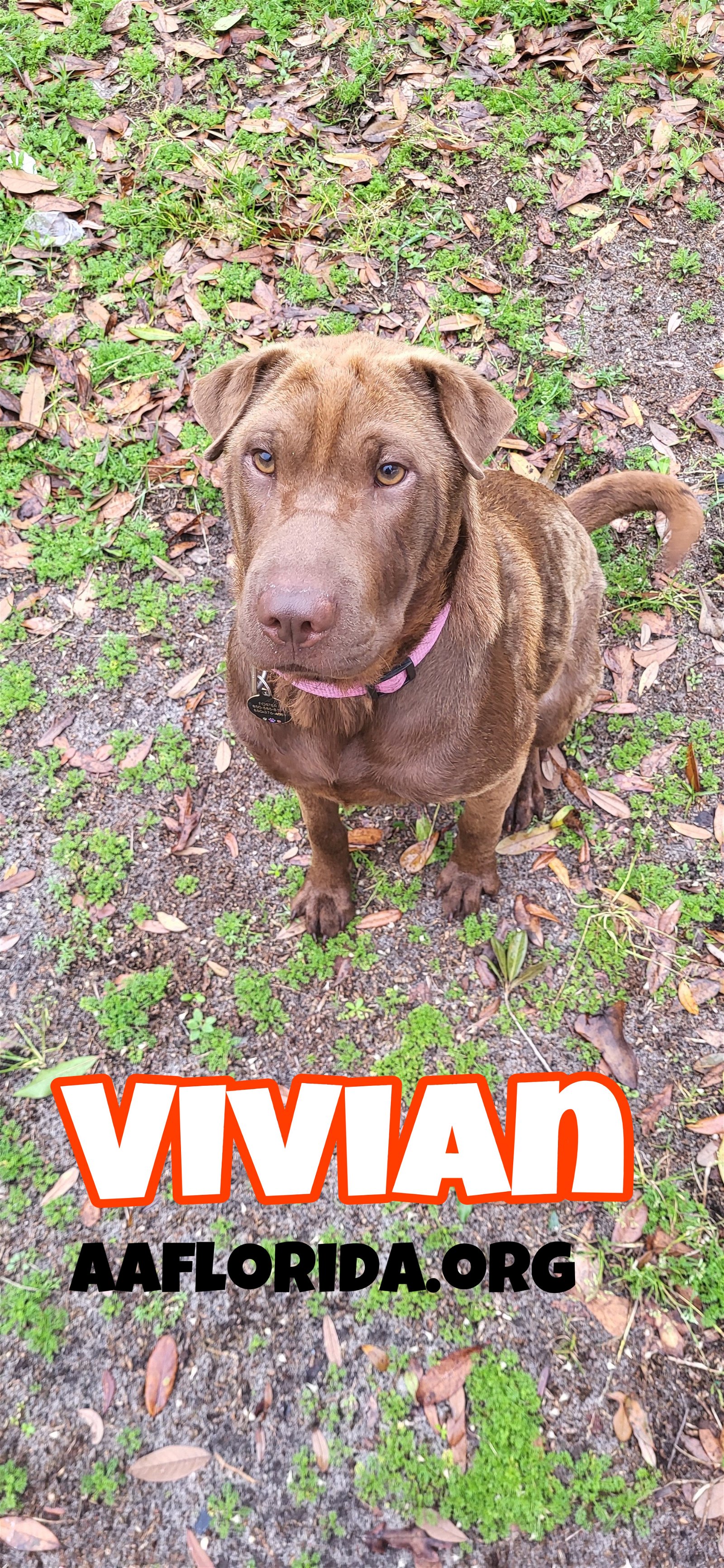 adoptable Dog in Pensacola, FL named Vivian
