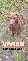 adoptable Dog in pensacola, FL named Vivian