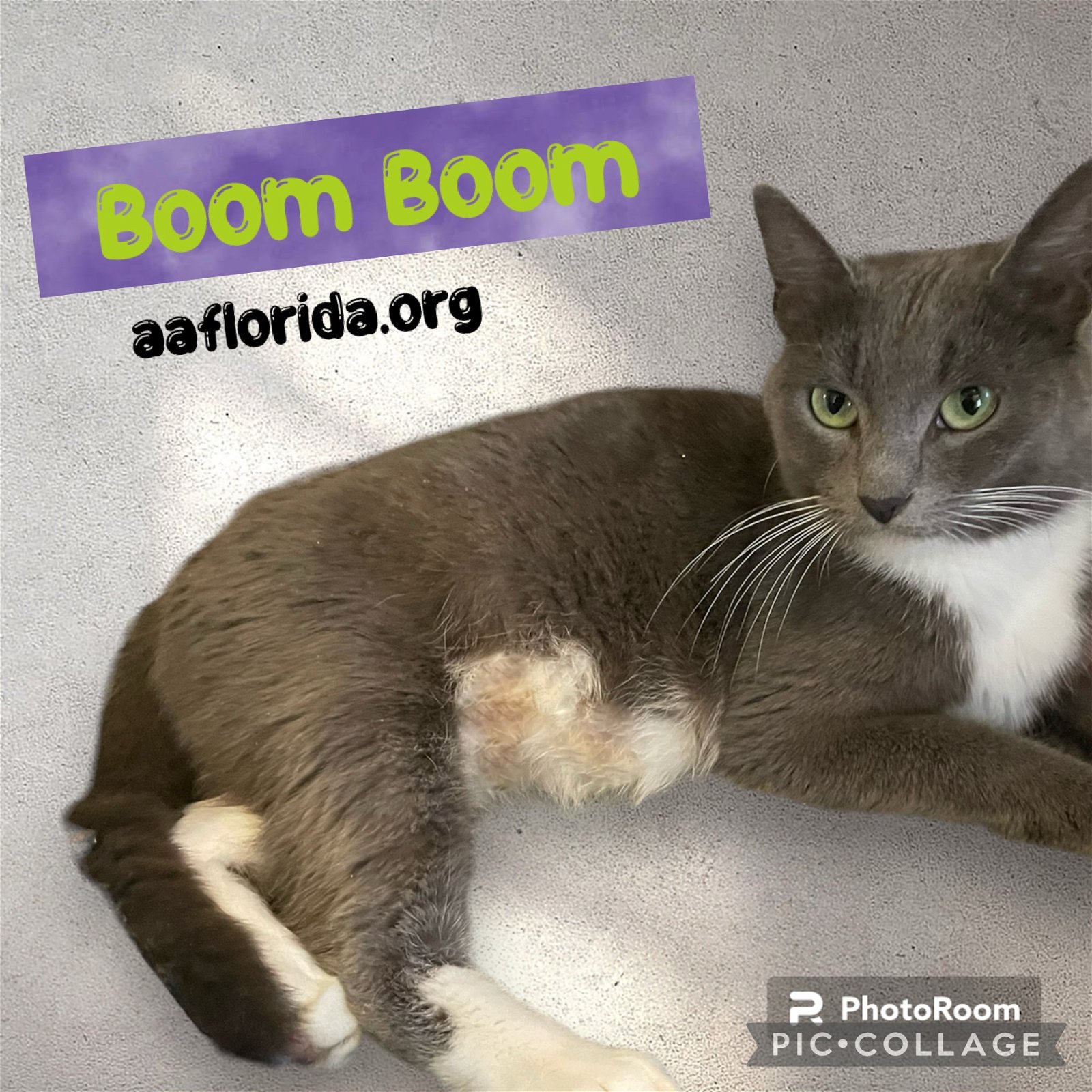 adoptable Cat in Pensacola, FL named Boom Boom