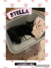 Stella