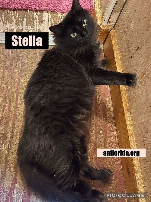Stella