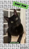 adoptable Cat in pensacola, FL named Tiny Tim
