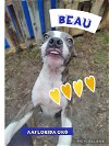 adoptable Dog in pensacola, FL named Beau