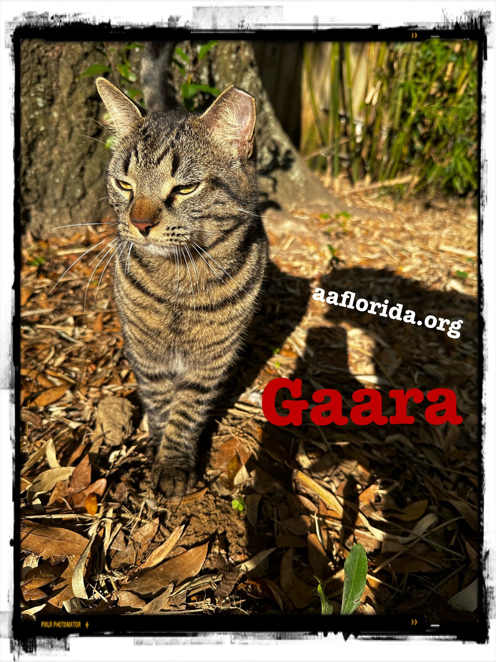 adoptable Cat in Pensacola, FL named Gaara