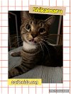adoptable Cat in pensacola, FL named Shikamaru