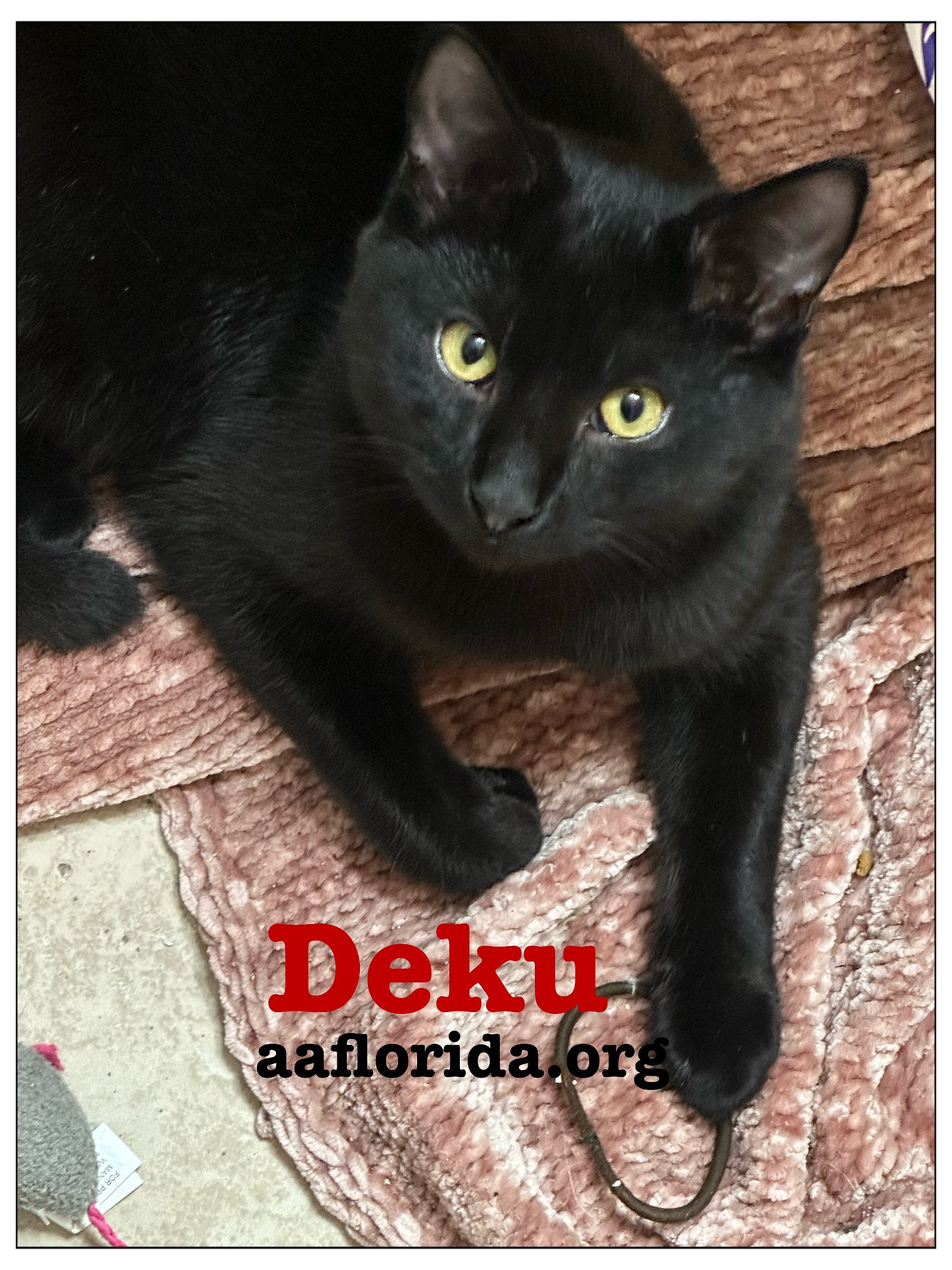 adoptable Cat in Pensacola, FL named Deku