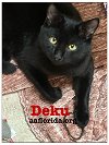 adoptable Cat in  named Deku