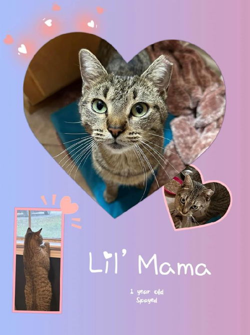 Lil Mama