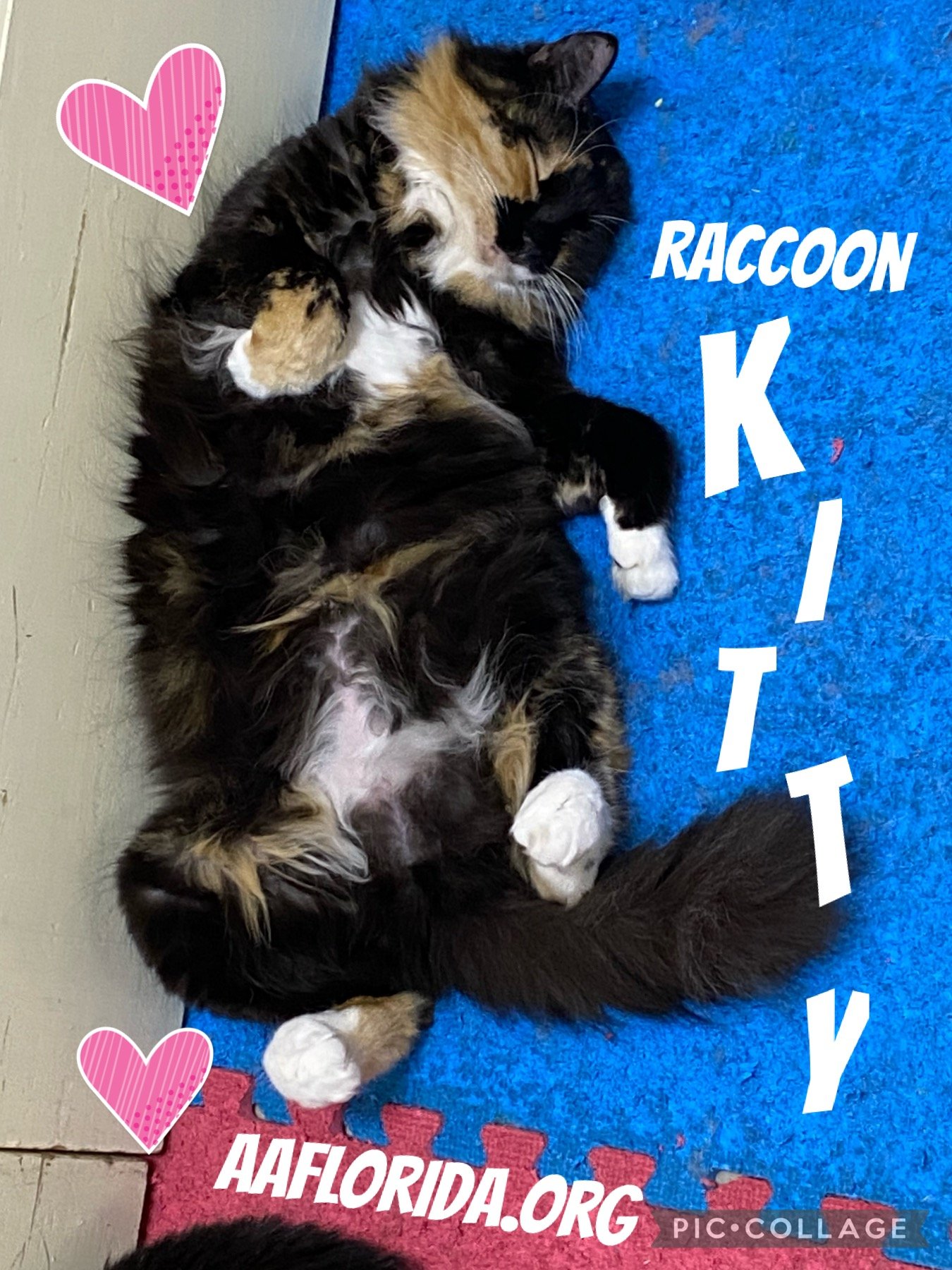 adoptable Cat in Pensacola, FL named Raccoon Kitty
