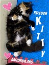 adoptable Cat in pensacola, FL named Raccoon Kitty