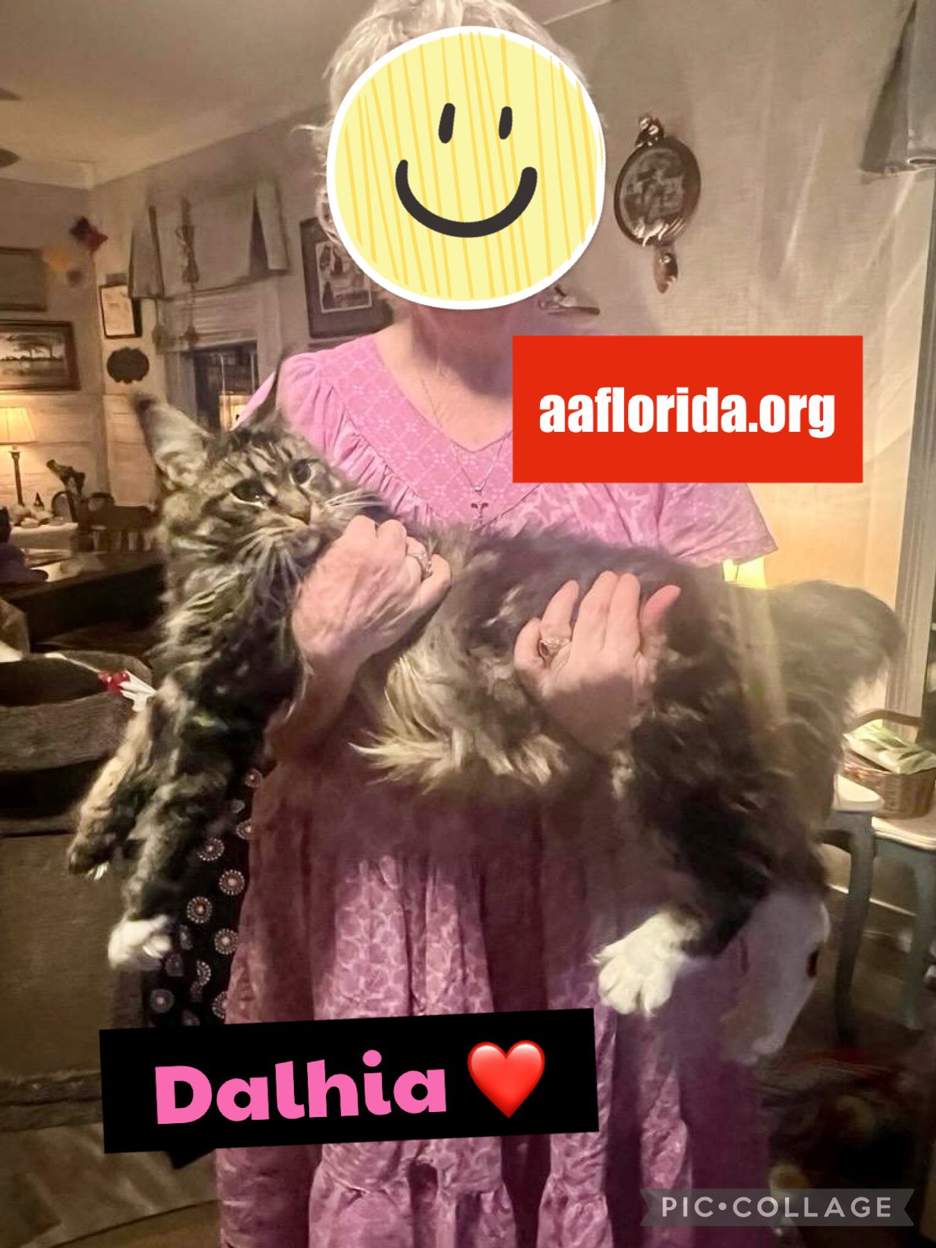 Cats for Adoption in Baldwin County, Alabama Alpha Paw