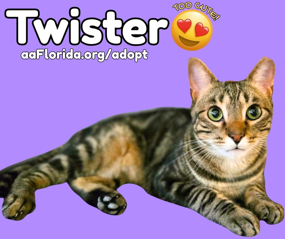 Twister
