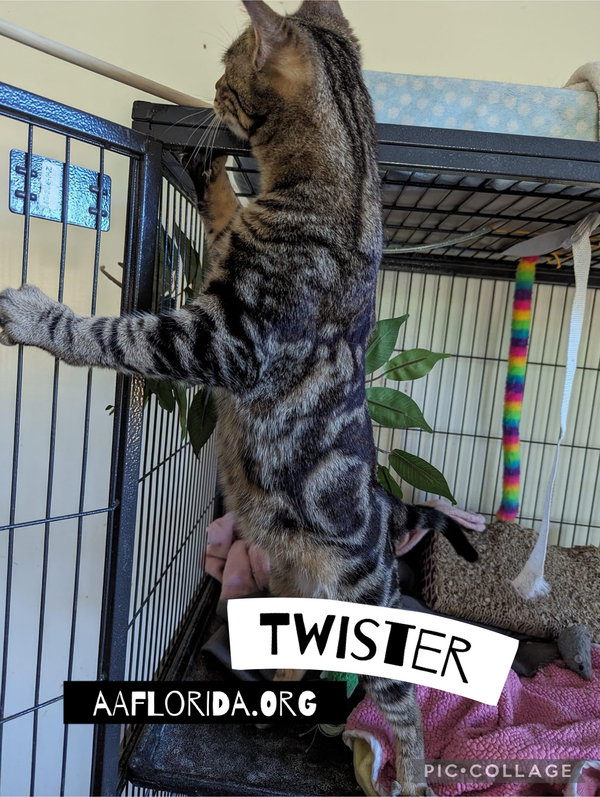 Twister