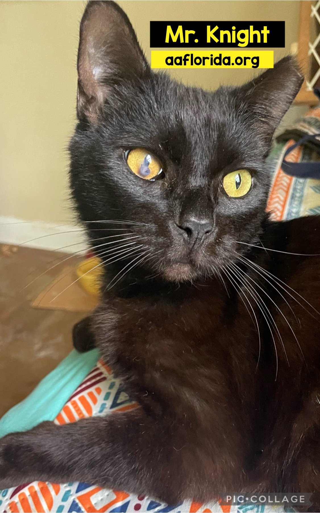 adoptable Cat in Pensacola, FL named Mr. Knight