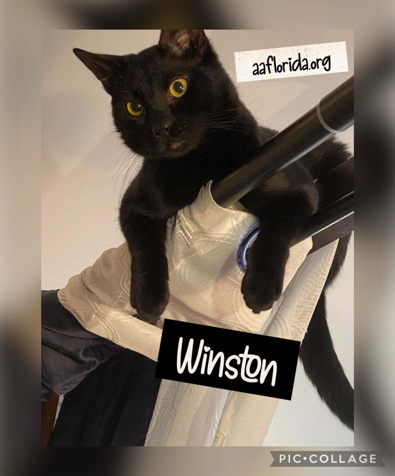 adoptable Cat in Pensacola, FL named Winston
