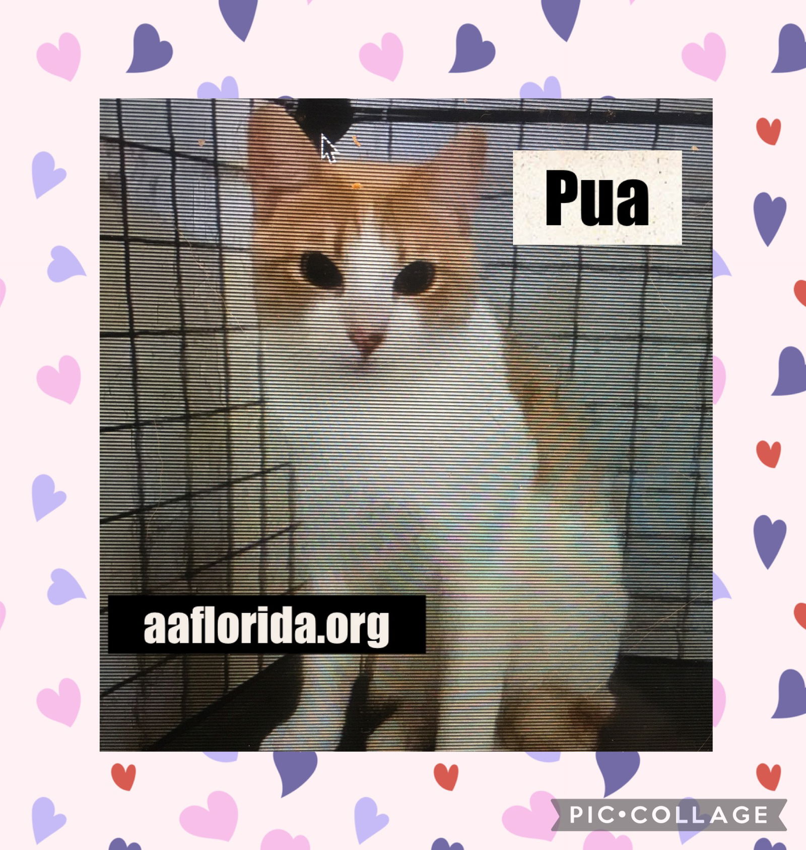 adoptable Cat in Pensacola, FL named Pua