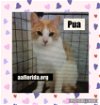 adoptable Cat in  named Pua