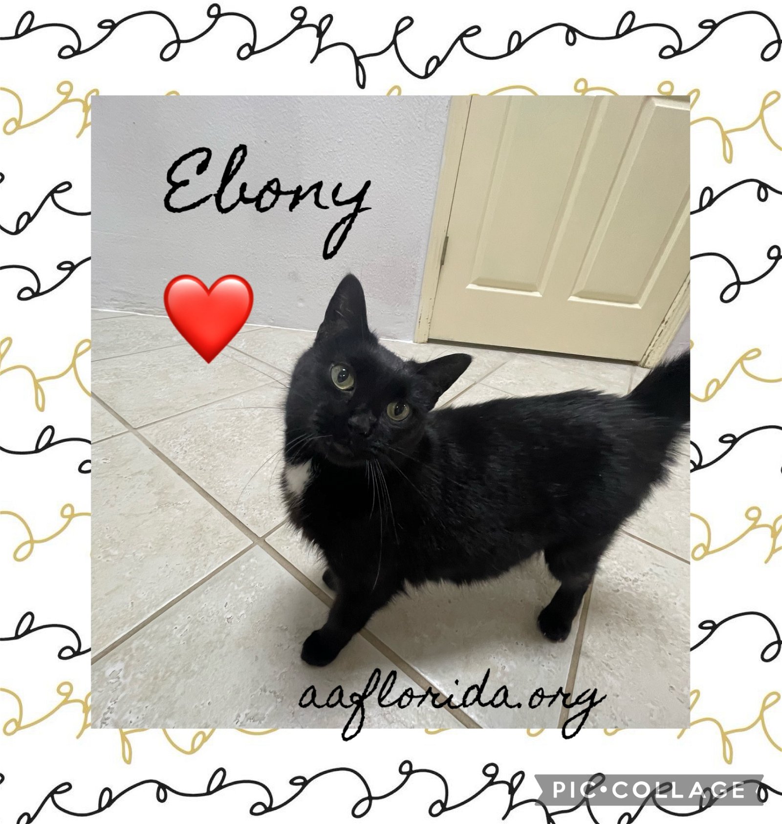 adoptable Cat in Pensacola, FL named Ebony