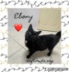 adoptable Cat in  named Ebony