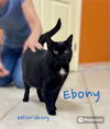 Ebony *Cyd